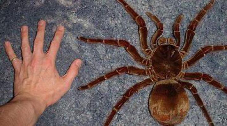 世界最大のクモ ゴライアスバードイーター 大きさは子犬なみ 雑学ミステリー