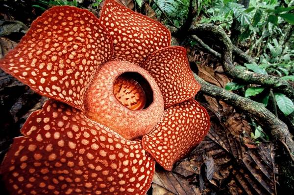 世界最大の花7選 ラフレシアより巨大な衝撃植物 雑学ミステリー