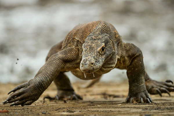世界最大の爬虫類7選 トカゲ 蛇 亀 ワニ他 雑学ミステリー