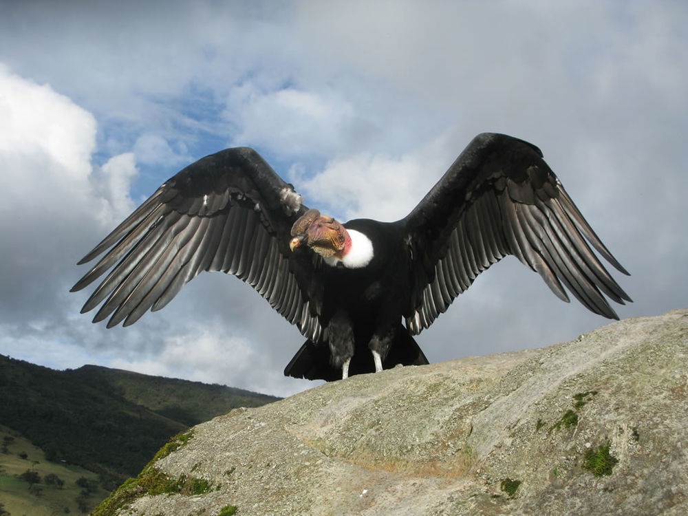 世界最大の飛ぶ鳥アンデスコンドル 大きさは 寿命は どこの動物園で見れる 雑学ミステリー