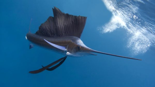 世界最速の海の生物・魚ランキングTOP10 - 雑学ミステリー