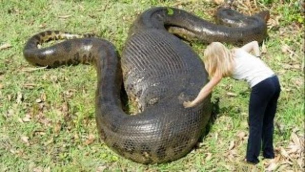 最大 アナコンダ 【驚愕】世界最大級の巨大ヘビがブラジルで捕獲される！長さ10メートル、重さはなんと400キロ！ │