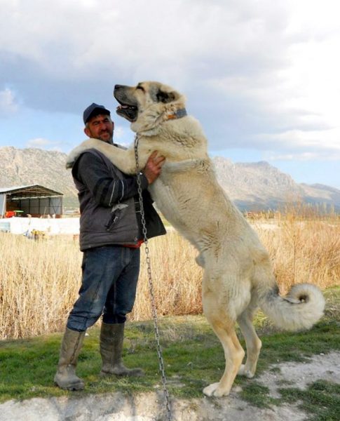B デカッ 世界最大の犬種 大型犬15選 雑学ミステリー