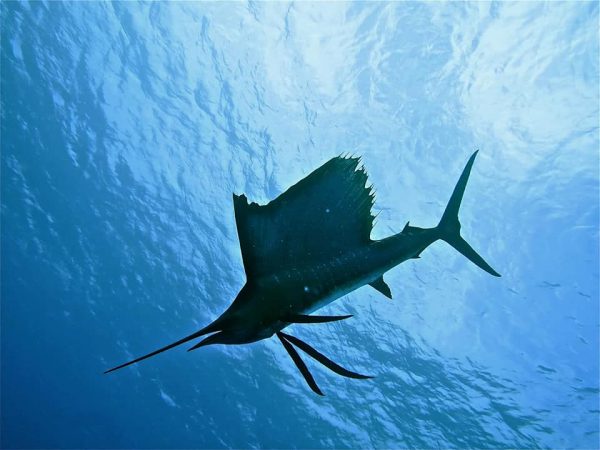 世界一速い魚 バショウカジキの生態 その泳ぐ速度は何と 雑学ミステリー