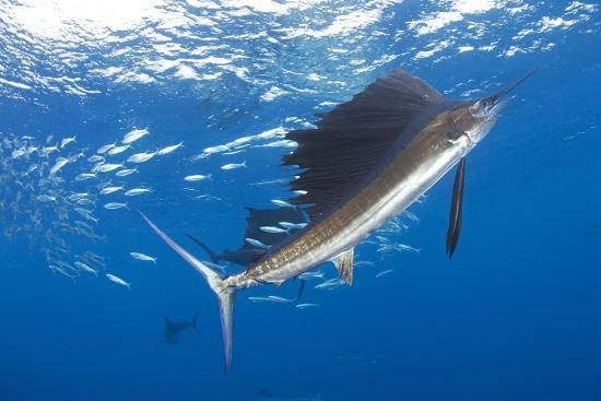 世界一速い魚・バショウカジキの生態！その泳ぐ速度は何と… 雑学ミステリー