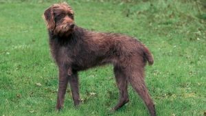 超希少!世界の珍しい犬種20選 雑学ミステリー