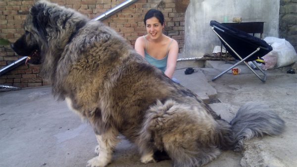 デカッ 世界最大の犬種 大型犬15選 雑学ミステリー