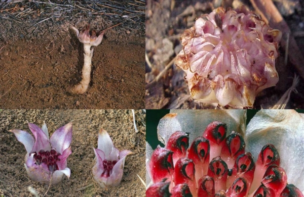 激レア 世界で最も珍しい花 植物選 雑学ミステリー